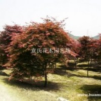 供應(yīng)5-15公分紅楓，樹型漂亮，歡迎采購