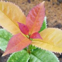 供應中華錦桂|彩葉桂花|新品種|彩色桂花