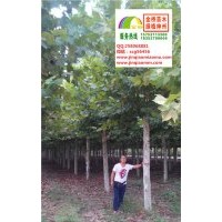 16、17、18公分二年帽法桐最新價格