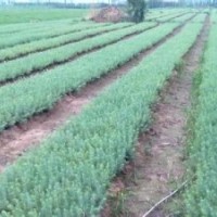 雪松小苗供應(yīng)南京雪松產(chǎn)地直銷