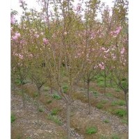 供應(yīng)單櫻（早櫻）；1~5公分