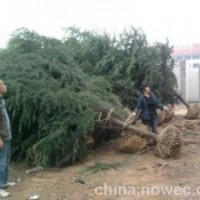 精品雪松報(bào)價(jià)雪松小苗出售精品雪松