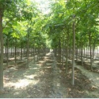 供應(yīng)欒樹 屬落葉喬木 桿直