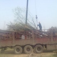 柳樹(shù)供應(yīng)，柳樹(shù)苗，直柳，旱柳，黃金柳，饅頭柳，垂柳