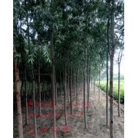 山東速生柳，黃柳，垂柳1-15cm