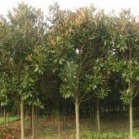 廣玉蘭價(jià)格南京廣玉蘭銷售優(yōu)質(zhì)廣玉蘭供應(yīng)