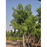 供應(yīng)：臘腸樹