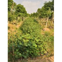 供應(yīng)：黑骨大紅花