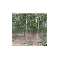 供應(yīng)香花槐3-4公分香花槐5-6公分香花槐價格