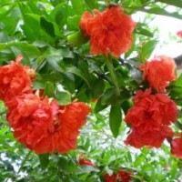 白蠟、牡丹石榴、國(guó)槐、垂柳、饅頭柳、西府海棠、紫薇、榆葉梅