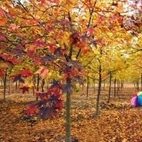 安徽合肥（肥西）烏桕