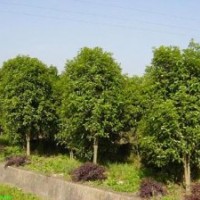 黑松價格,黃山欒樹價格,側(cè)柏價格,四季桂價格,鉛筆柏價格表