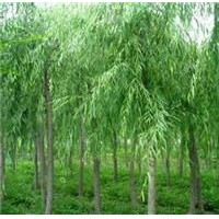 垂柳大量出售、8-15公分垂柳大量低價(jià)優(yōu)惠供應(yīng)