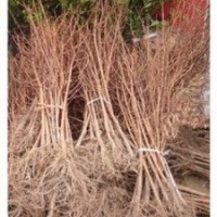 南京精品水杉價格 現(xiàn)在5-6-7公分水杉價格