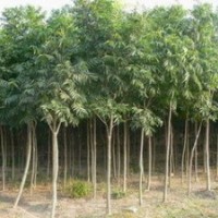 提供8-10公分無患子價格 南京12公分無患子價格