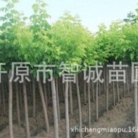 大量供應(yīng)園林綠化彩葉苗木，金葉復(fù)葉槭胸徑3公分