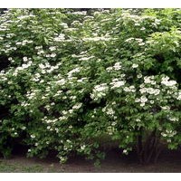 金葉猶、平枝荀子、太平花、猥實、天目瓊花、美人蕉