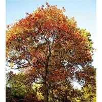 湖南烏桕價(jià)格10公分精品烏桕報(bào)價(jià)