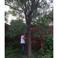 山東20公分國槐價(jià)格 山東22公分國槐價(jià)格