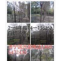 常年供應各種綠化苗木法桐,白蠟,國槐