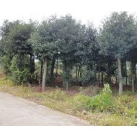 18公分杜英,18公分杜英樹行情,綠盛最專業(yè)