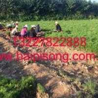 大量供應(yīng)各種規(guī)格白皮松苗木