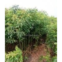 木荷2公分價格、木荷2公分報價、2公分木荷多少錢