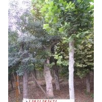 供應(yīng)法桐3-15公分