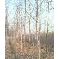供應(yīng)白樺樹，青扦云杉。