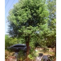 23-25公分移植大骨架香樟低價(jià)銷(xiāo)售