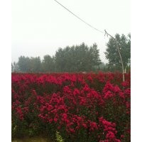 紫薇花，櫻花樹，大葉女貞，桂花樹，便宜了