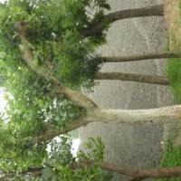 國槐 3-8公分速生