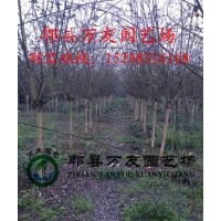 成都高桿紅花紫薇