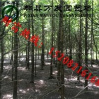 成都精品水杉|成都水杉|成都水杉價格