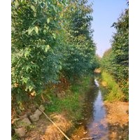 供應(yīng)桉樹小苗