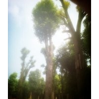 供應移栽香樟樹，