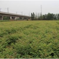 供應(yīng)北欒小苗