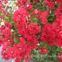 紅火箭紫薇低價(jià)供應(yīng)