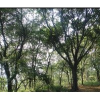 本人現(xiàn)貨大量出售樸樹