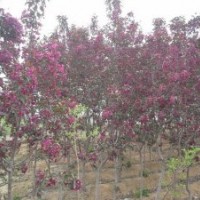 櫻花小苗、光輝海棠小苗、紅寶石海棠小苗 金葉榆