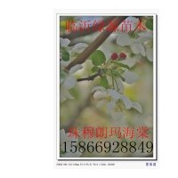 珠穆朗瑪海棠，高原之火海棠，大葉北美海棠