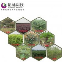 茶花 各類工程苗出售