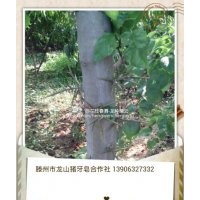 供應皂莢樹苗，豬牙皂莢樹苗，滕州市皂角合作社