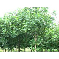 最新南京雪松白玉蘭廣玉蘭大葉女貞樸樹龍柏價格