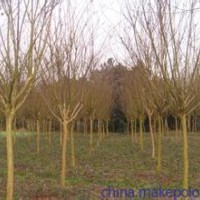 精品紫薇【百日紅】基地，2公分紫薇價(jià)格