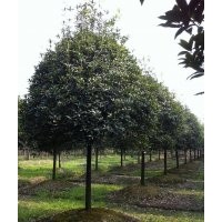 四川高桿精品八月桂