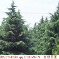 長(zhǎng)期供應(yīng)南京雪松，廣玉蘭，蜀檜，桂花，樸樹(shù)等綠化苗木