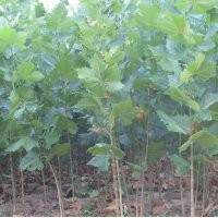 山東濟(jì)寧哪里法桐最便宜，首選濟(jì)寧曙光苗木種植基地