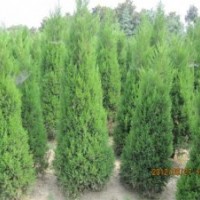 現(xiàn)在1米蜀檜價格2米蜀檜價格精品蜀檜價