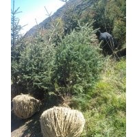 甘肅長青苗木供應(yīng)各種規(guī)格云杉